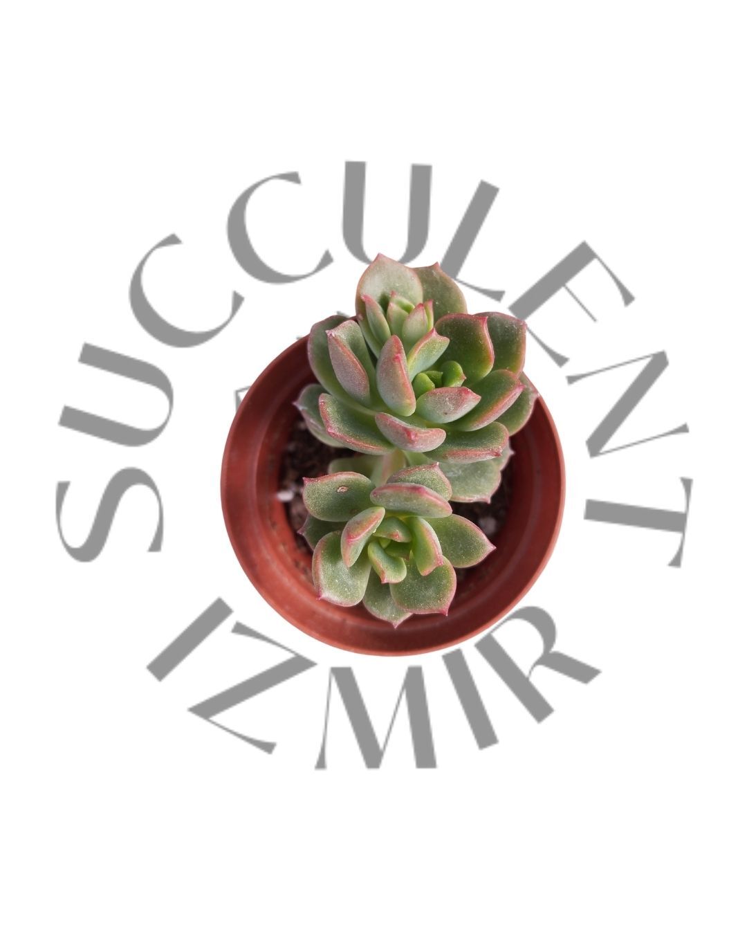 Echeveria Viktor