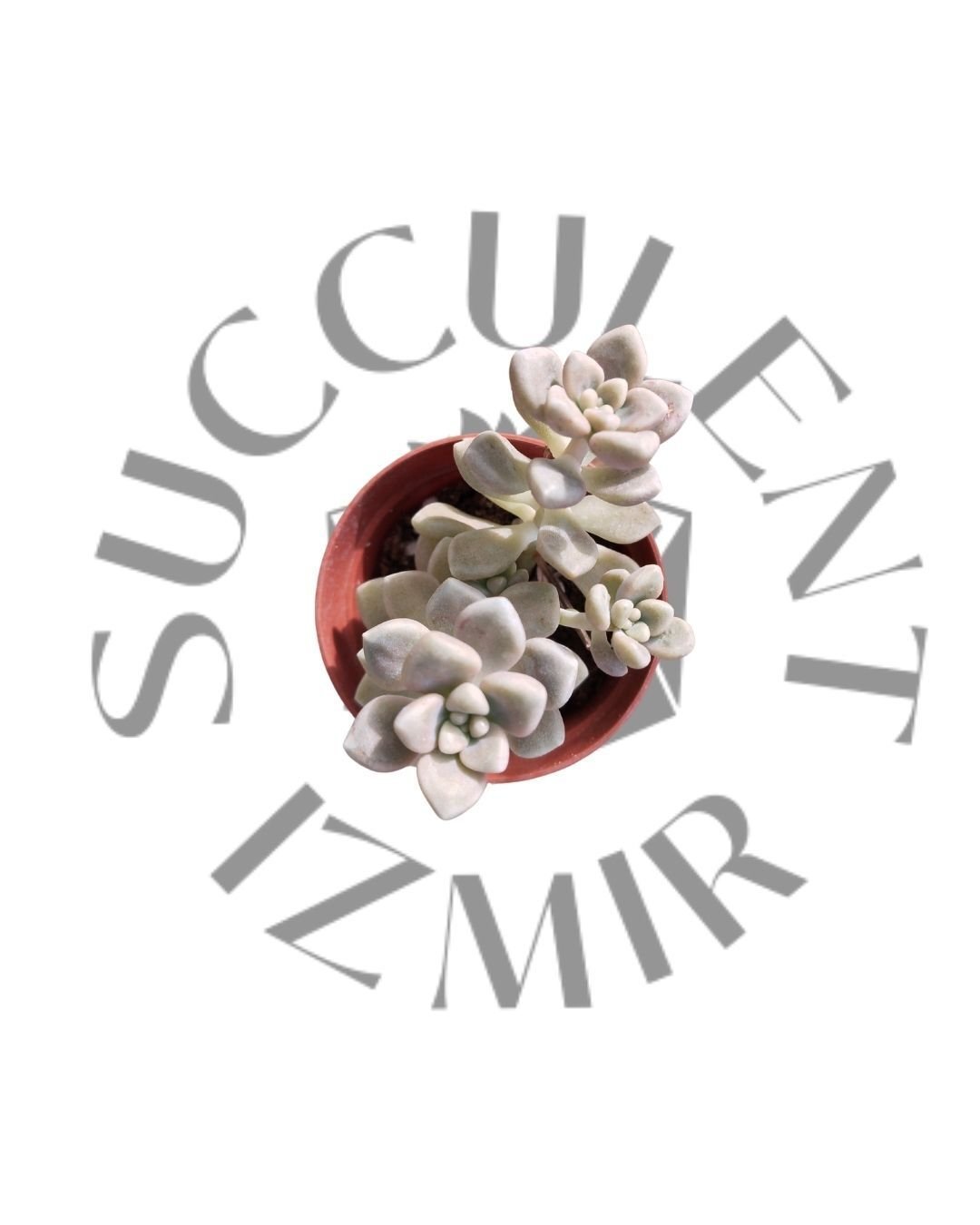 Graptopetalum Mendozae