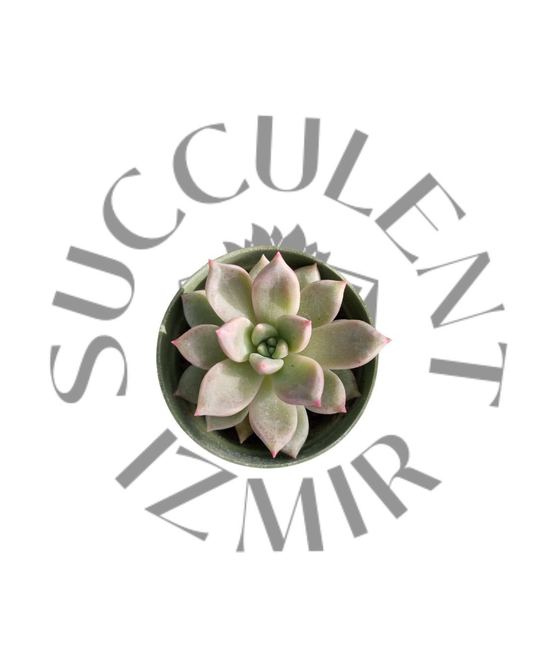 Echeveria Melody (Arze)