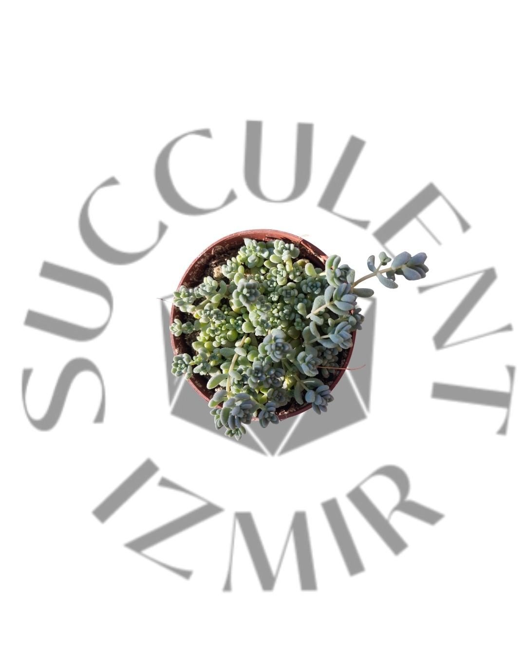 Sedum Dasyphyllum Major