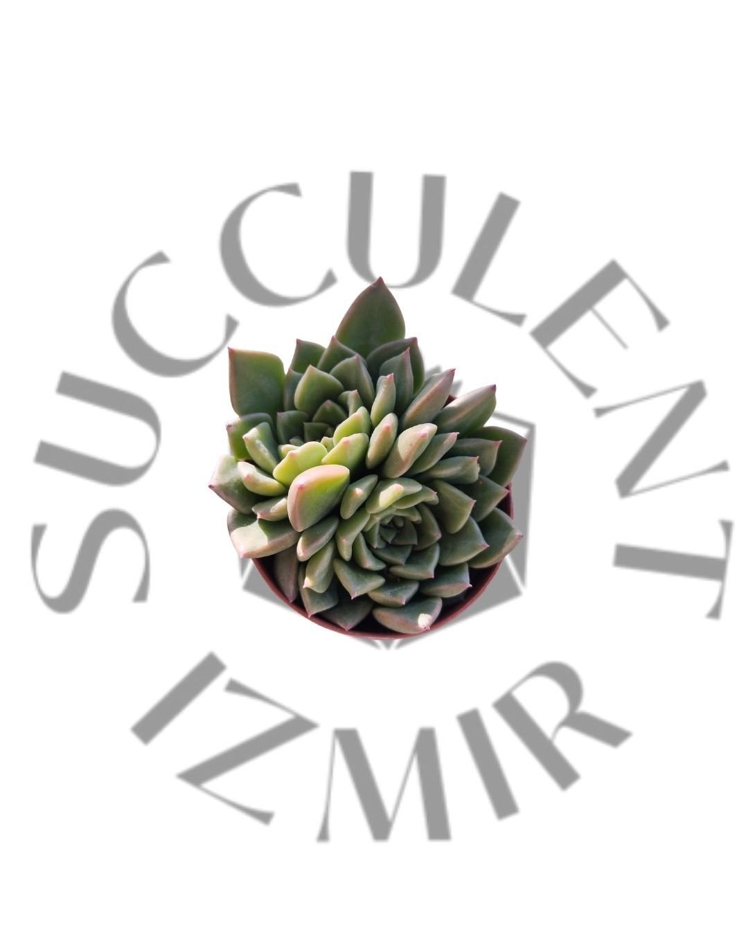 Graptopetalum Bellum