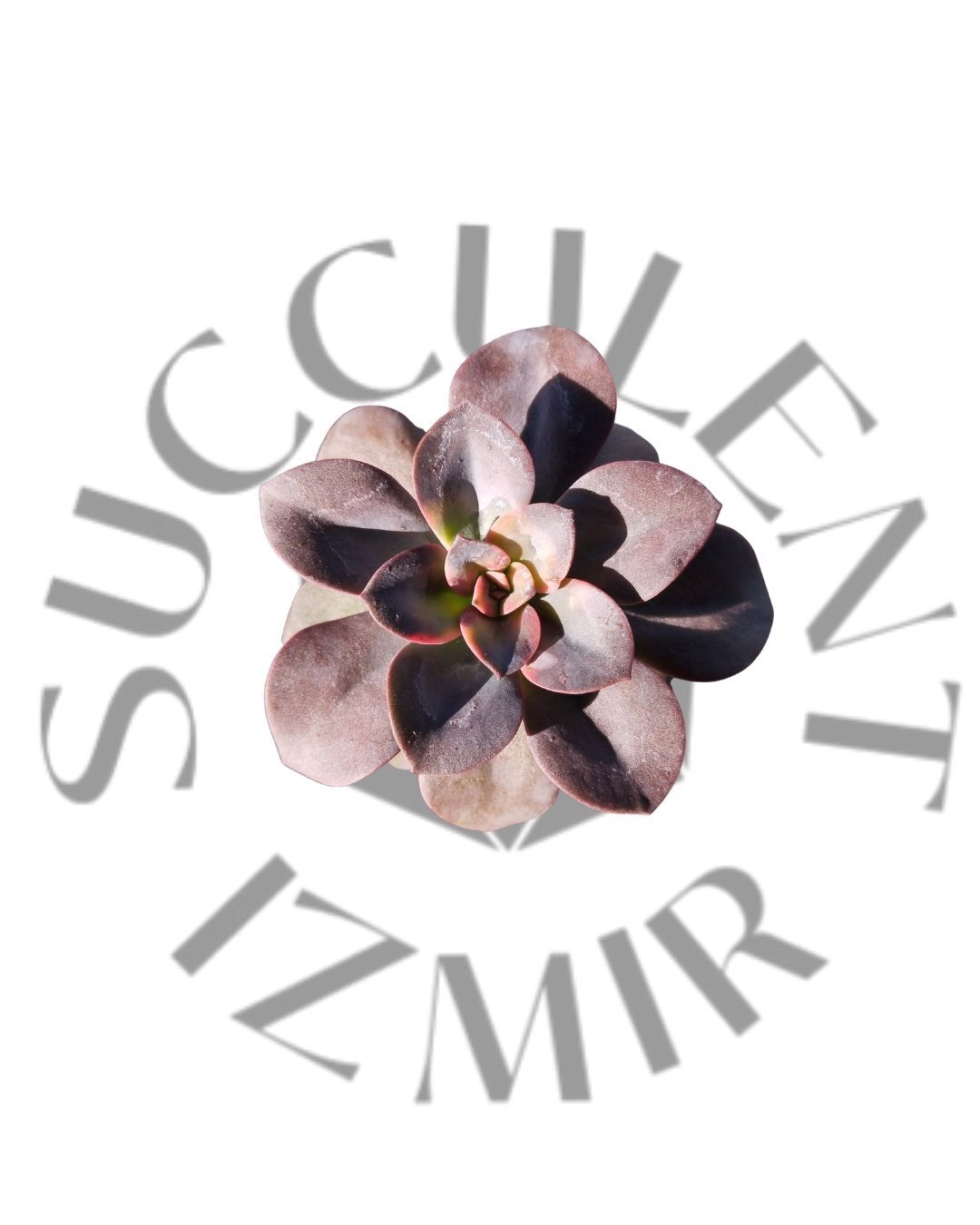 Echeveria Chroma
