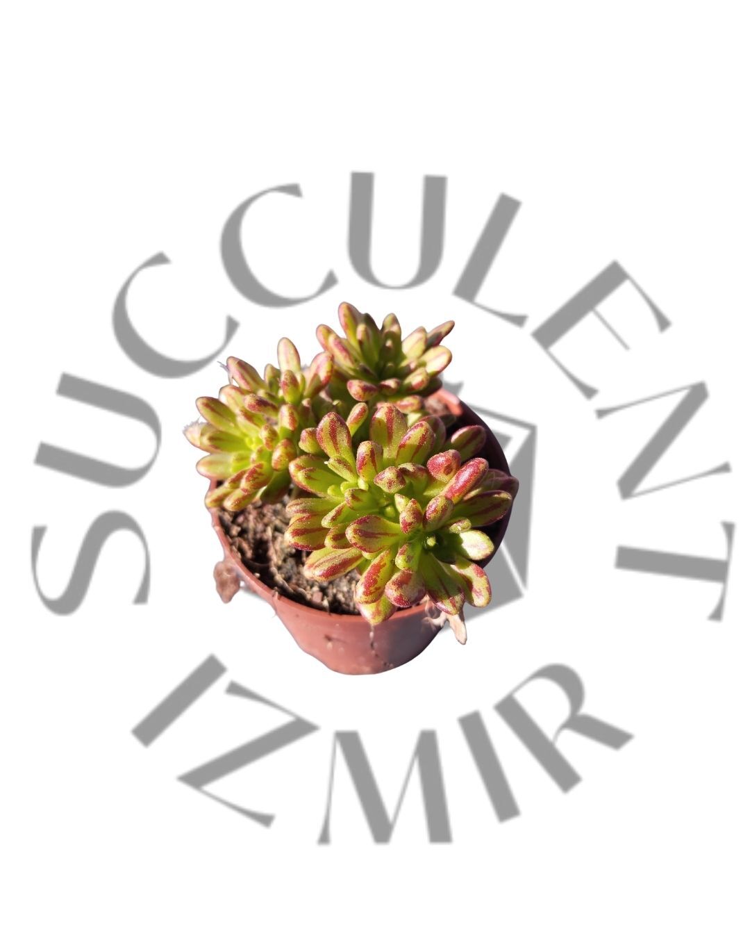 Aeonium ? Mini