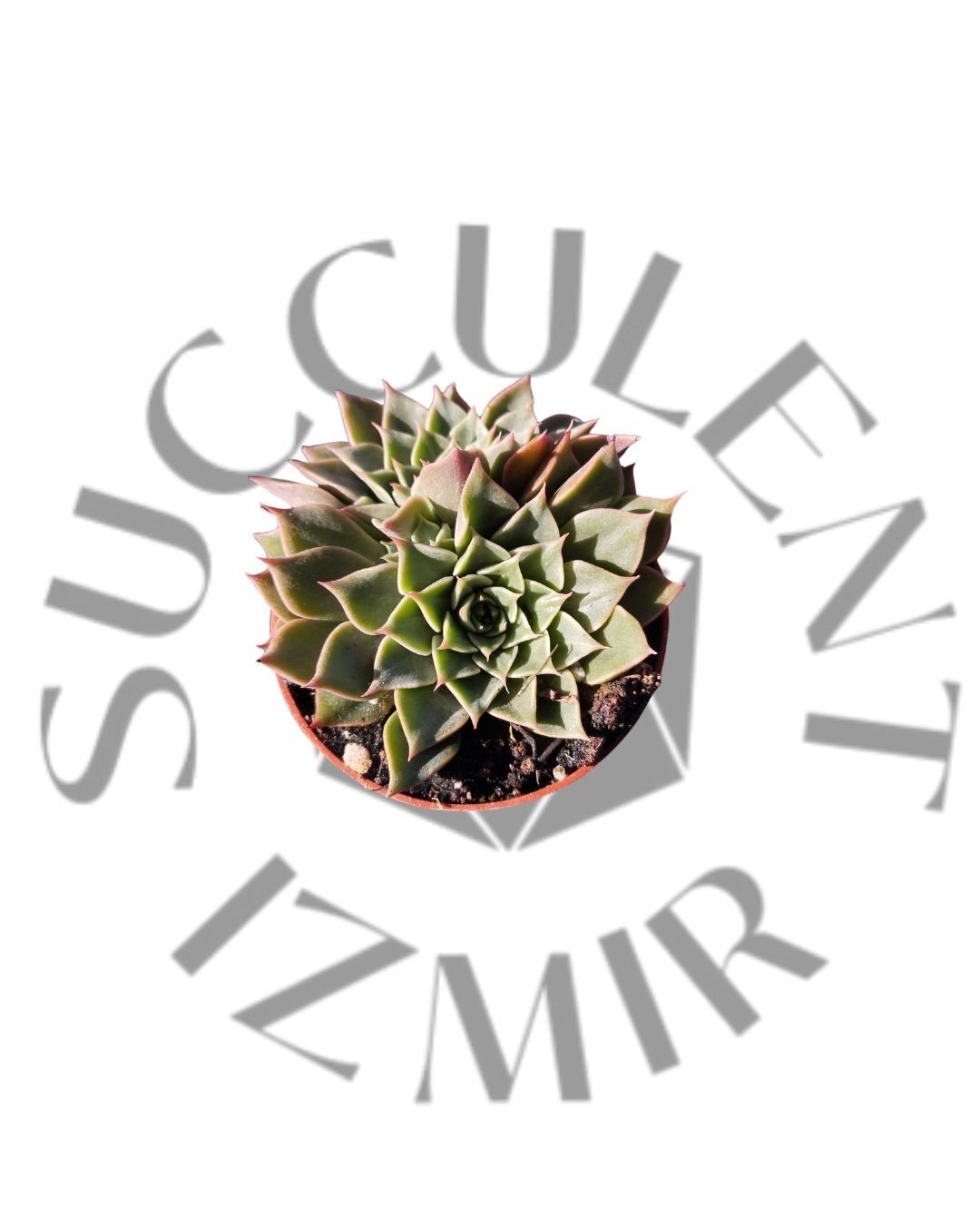 graptopetalum bellum tacitus