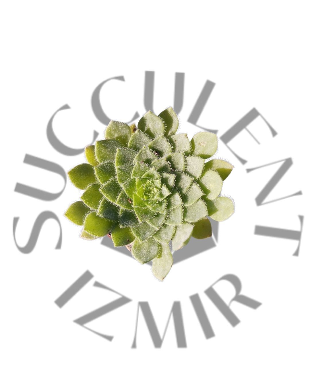 Aeonium ?