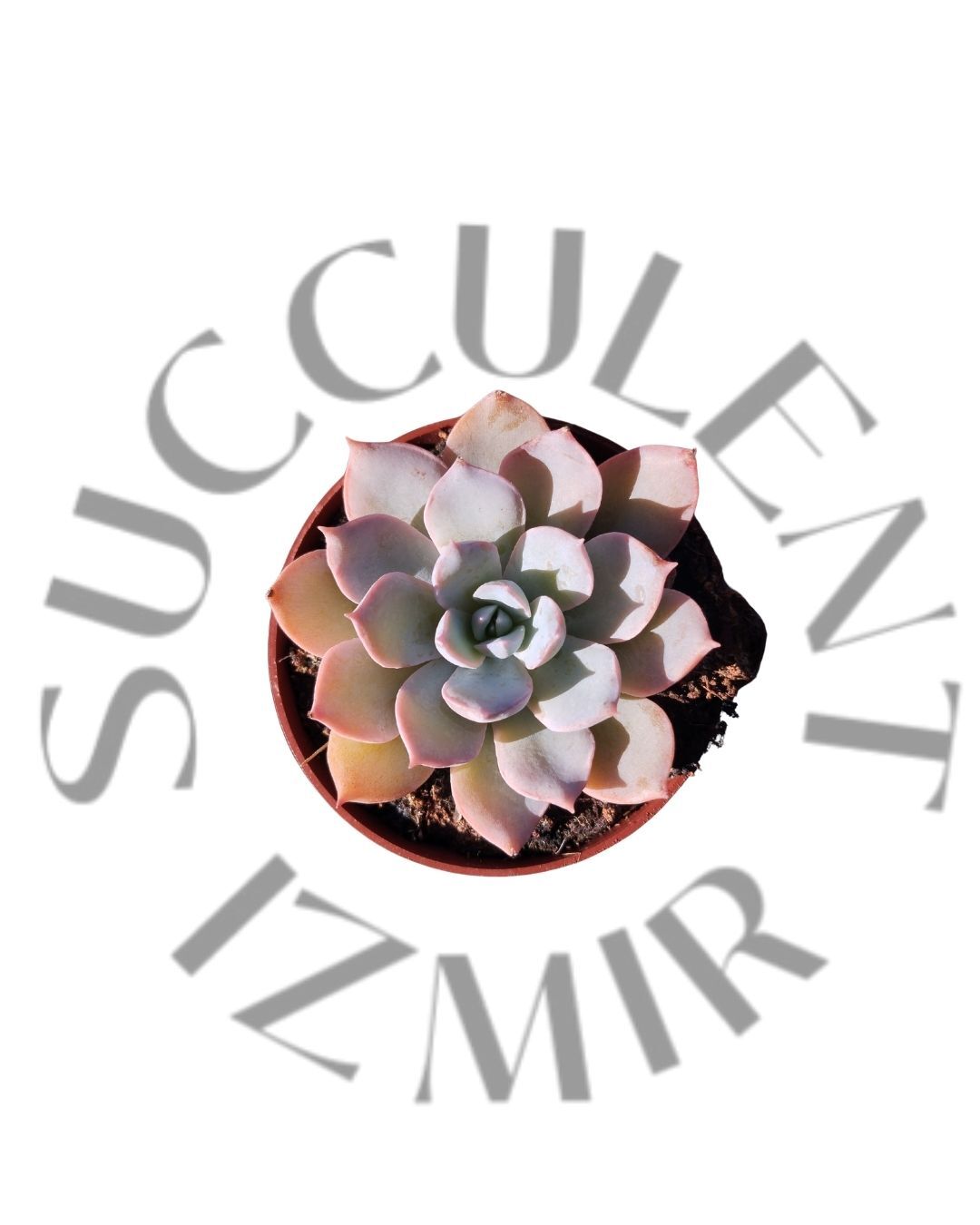 Echeveria Subsessilis Morning Beauty