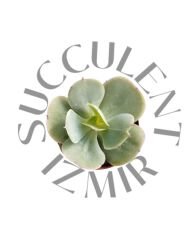 Echeveria Peach Pride