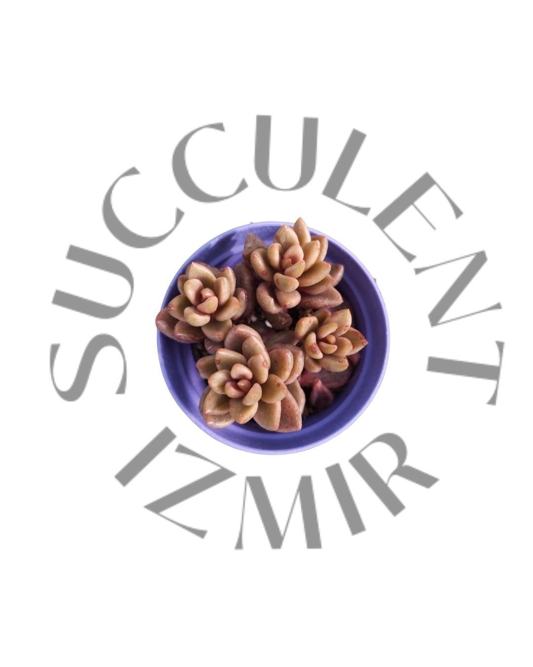 Echeveria Chocolate Variegated