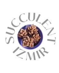 Echeveria Chocolate Variegated