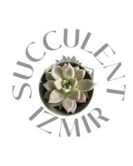 Echeveria Melody (Arze)
