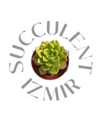 Sedeveria Letizia