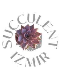 Echeveria Mensa