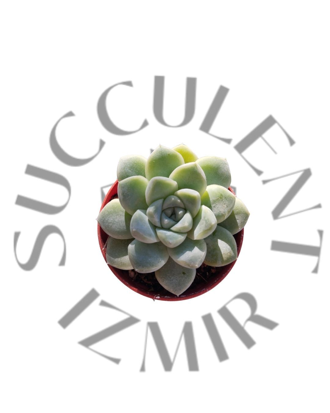 Echeveria Albicans