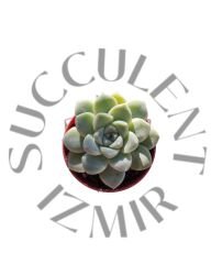 Echeveria Albicans