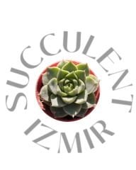 Echeveria Fabiola
