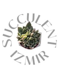 Graptopetalum Bellum