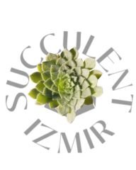 Aeonium ?