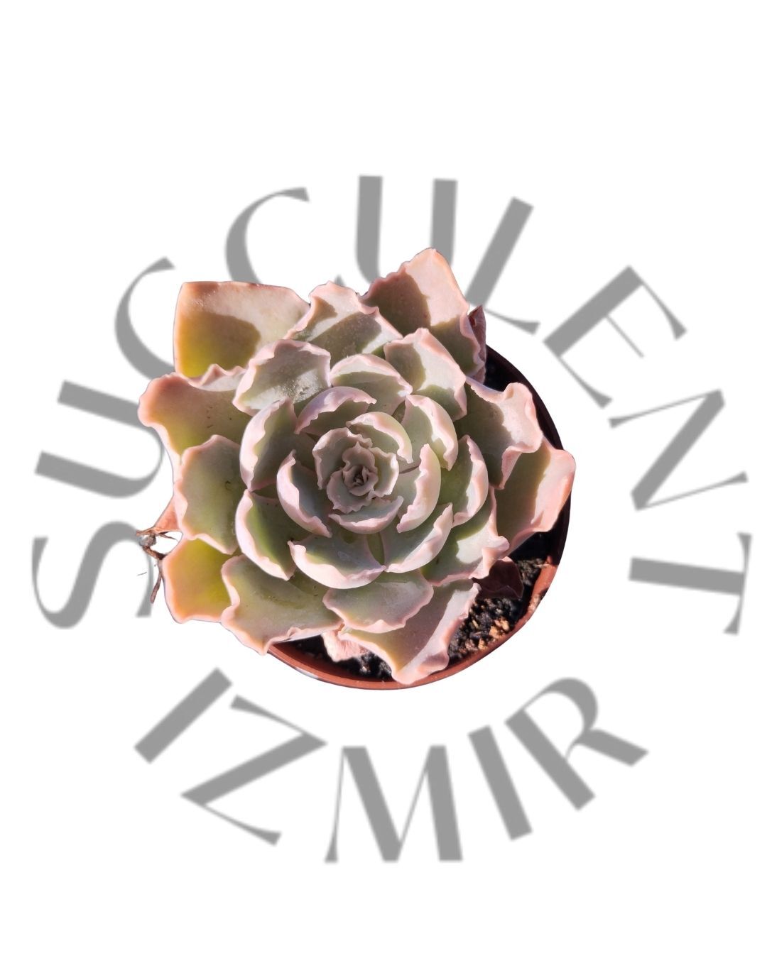Echeveria Shaviana