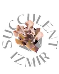 Echeveria Shaviana