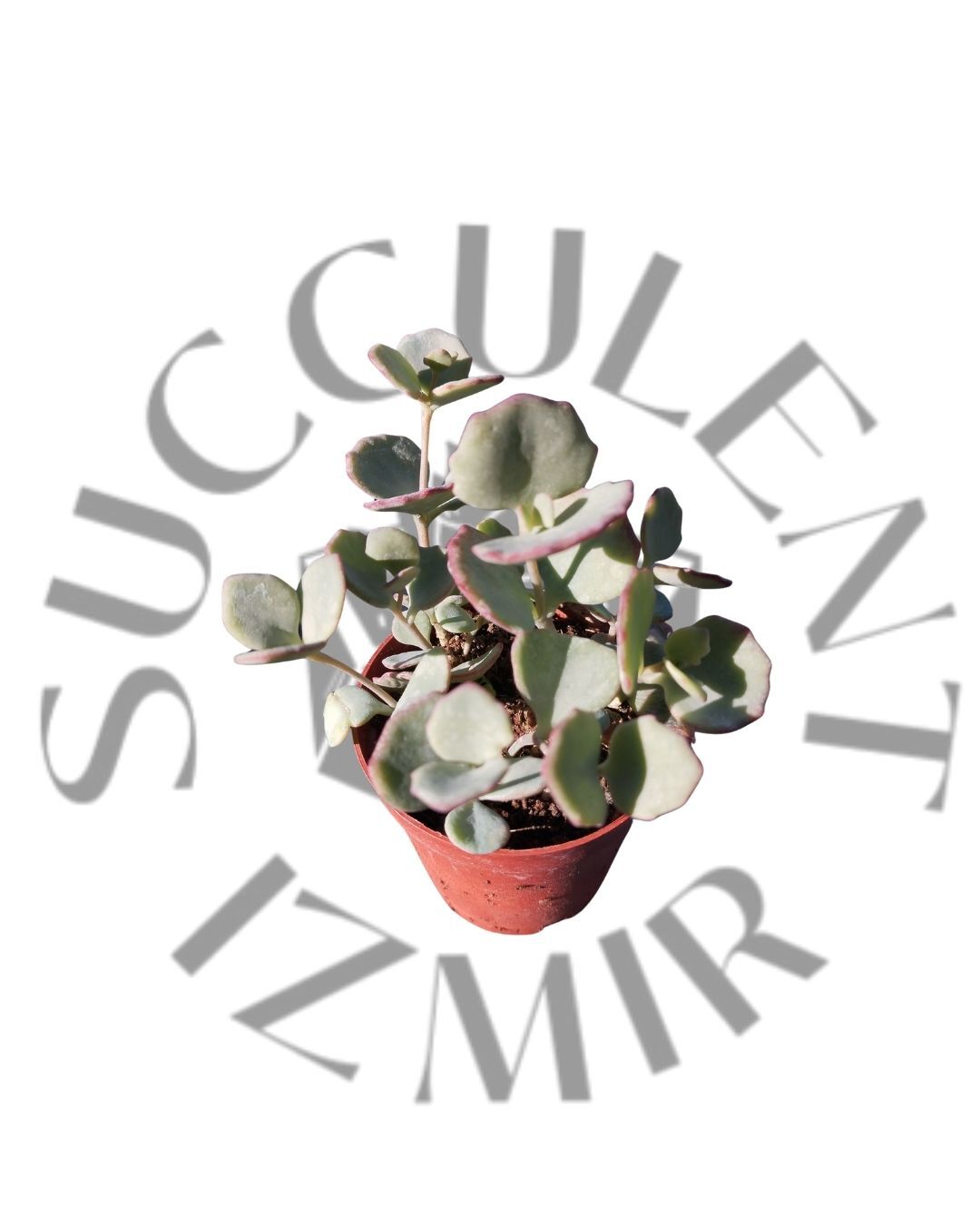 Sedum Sieboldi