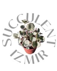 Sedum Sieboldi