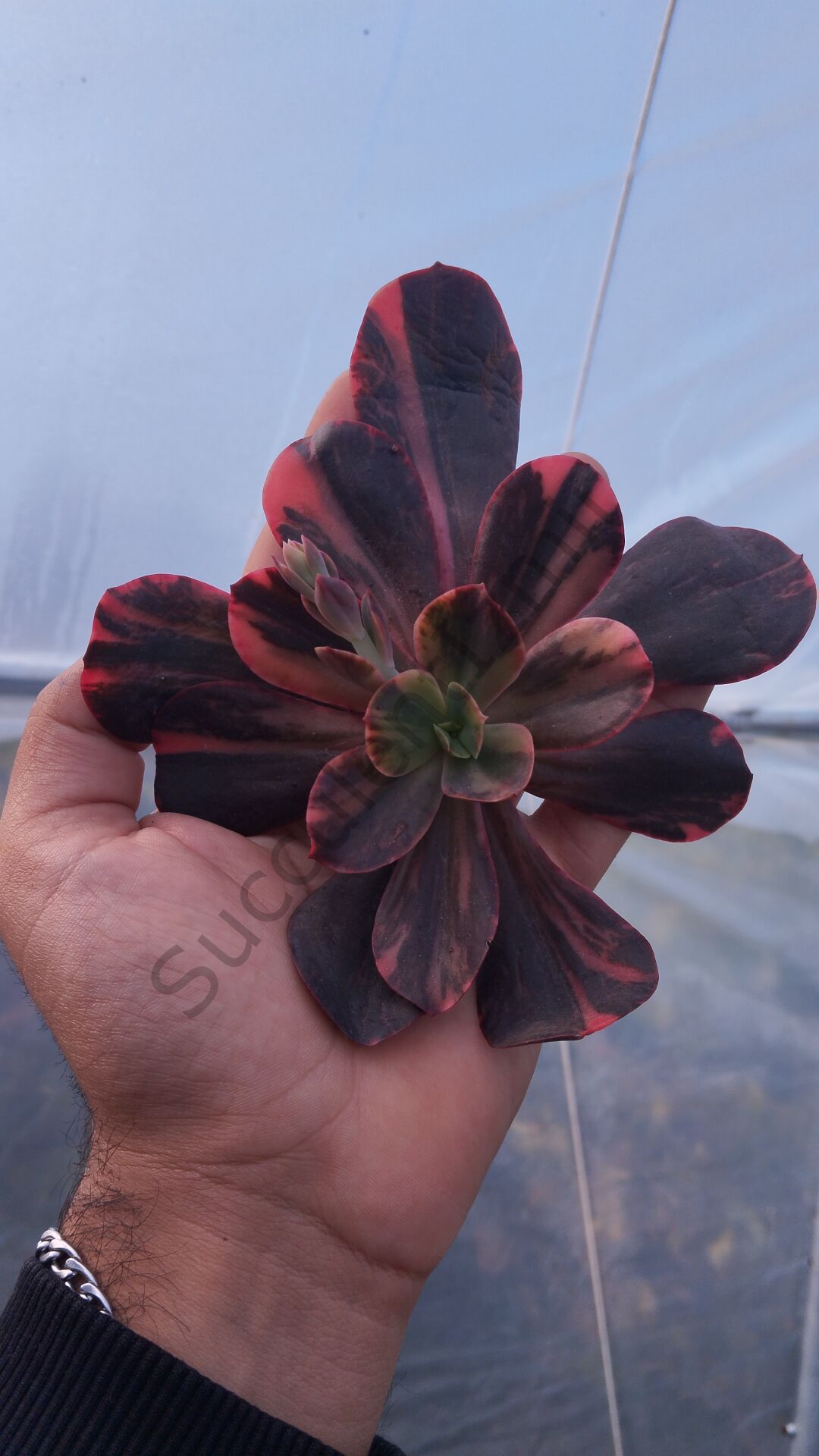 Primadonna variegated