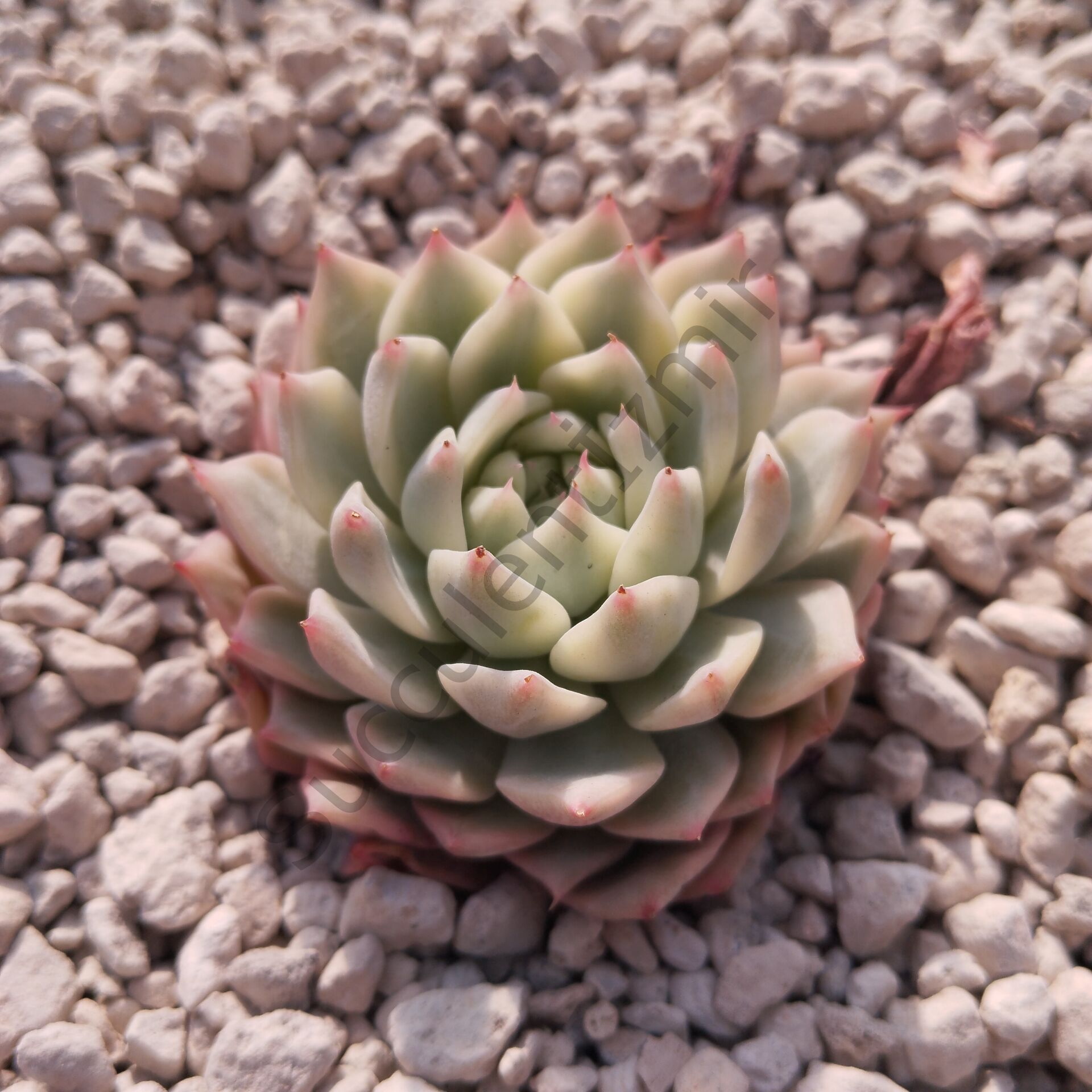TIPPY VARIEGATED