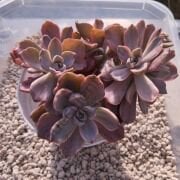 MRS. RICHARD VARIEGATED