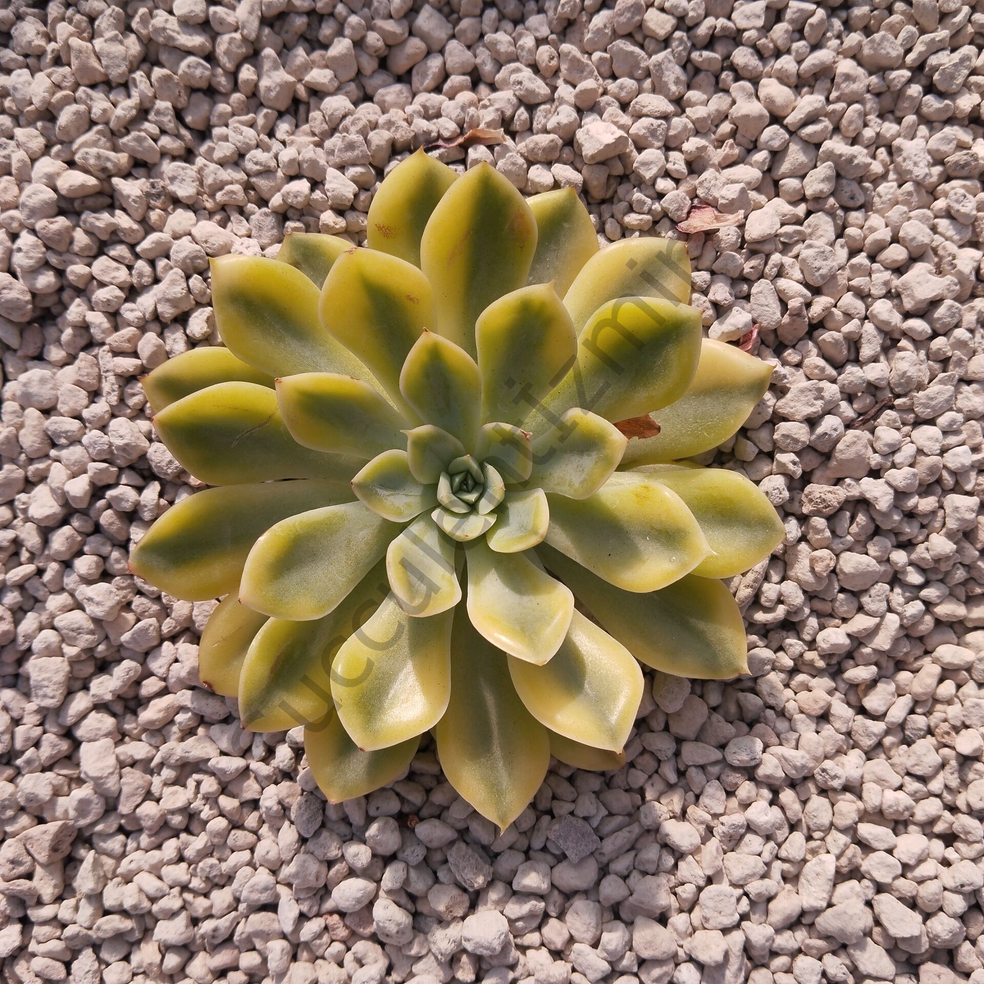 MOON FAIRY YELLOW VARIEGATED