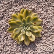 MOON FAIRY YELLOW VARIEGATED