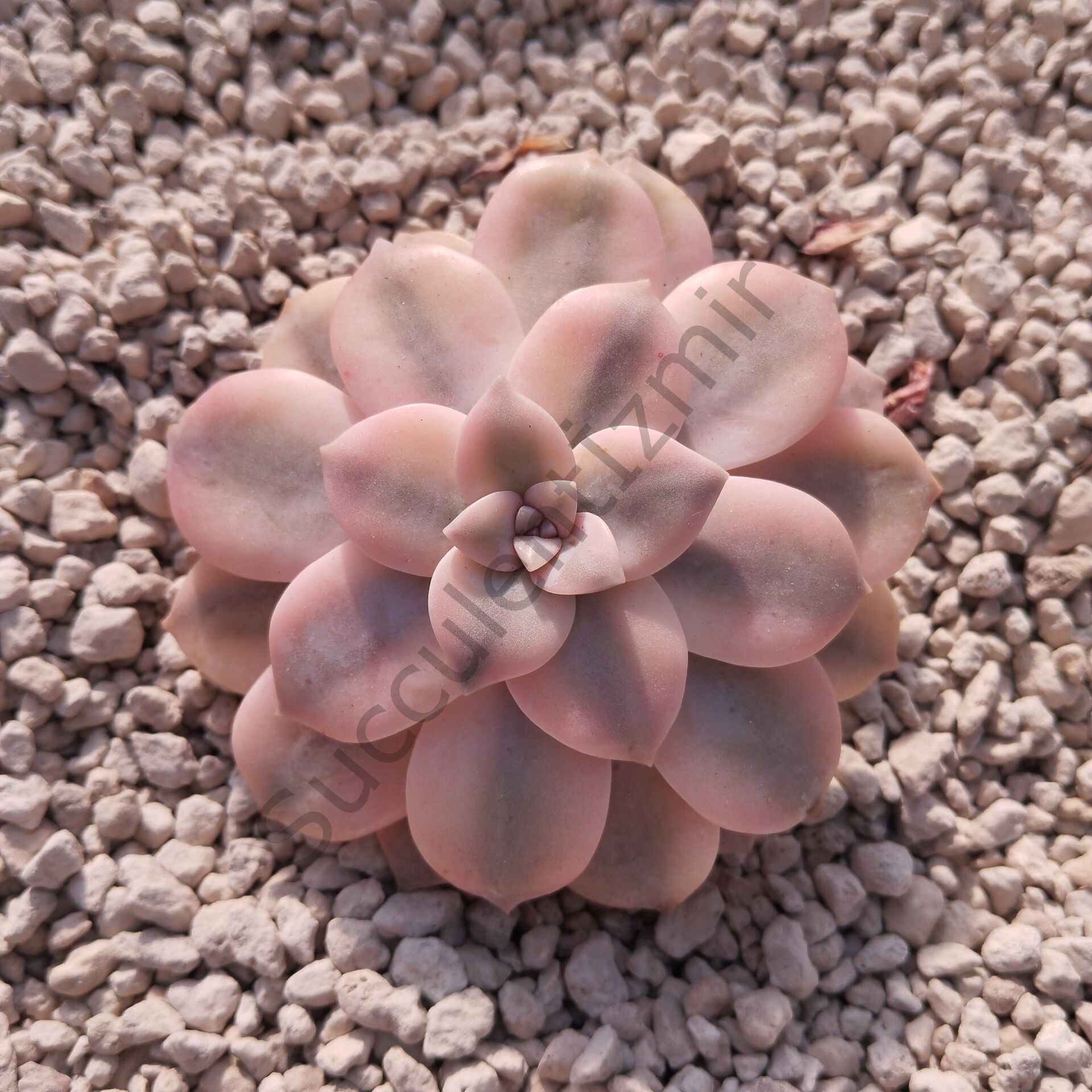 SÜPERBUM VARİEGATED