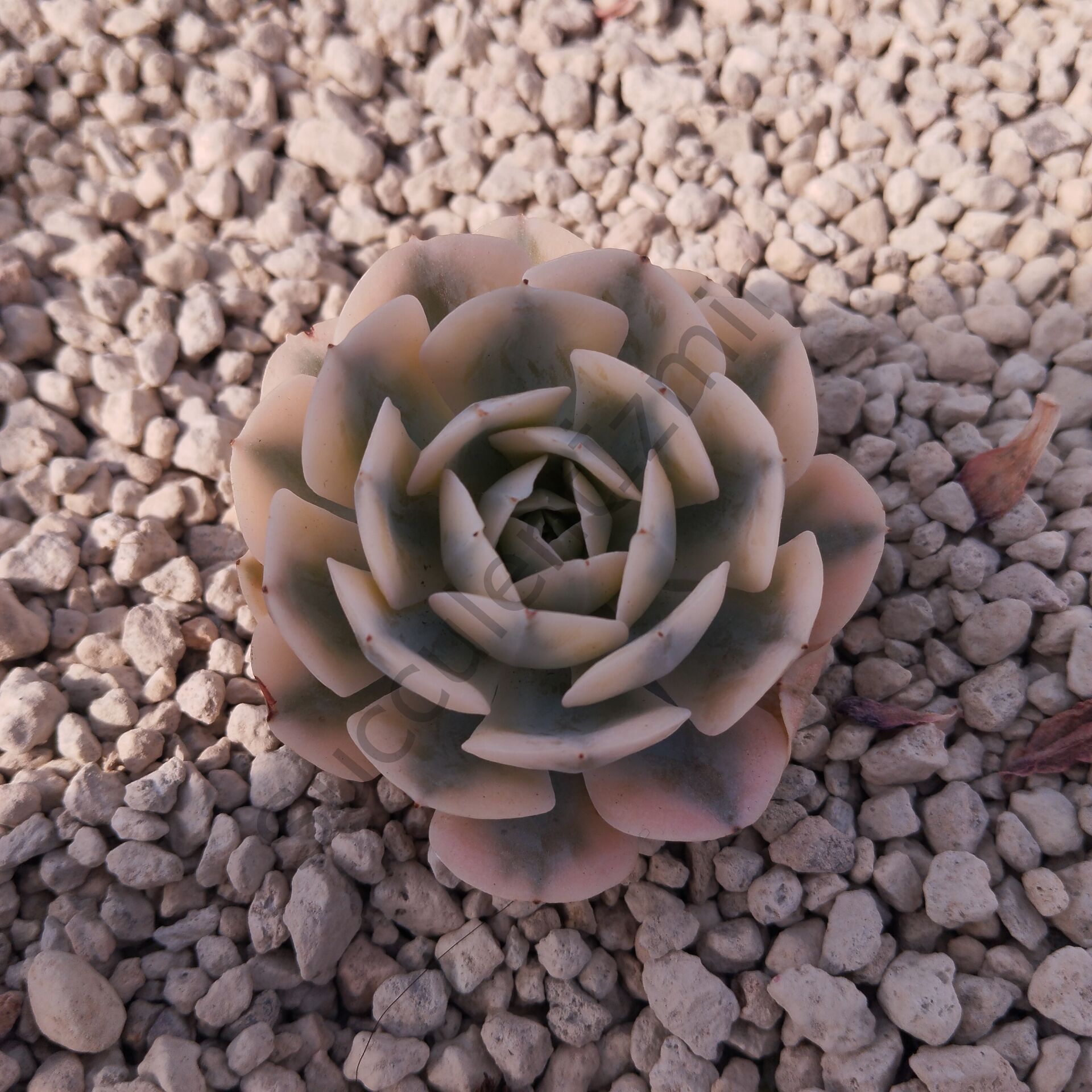 RUNYONII VARİEGATED