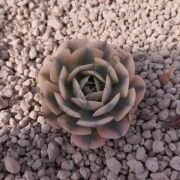 RUNYONII VARİEGATED