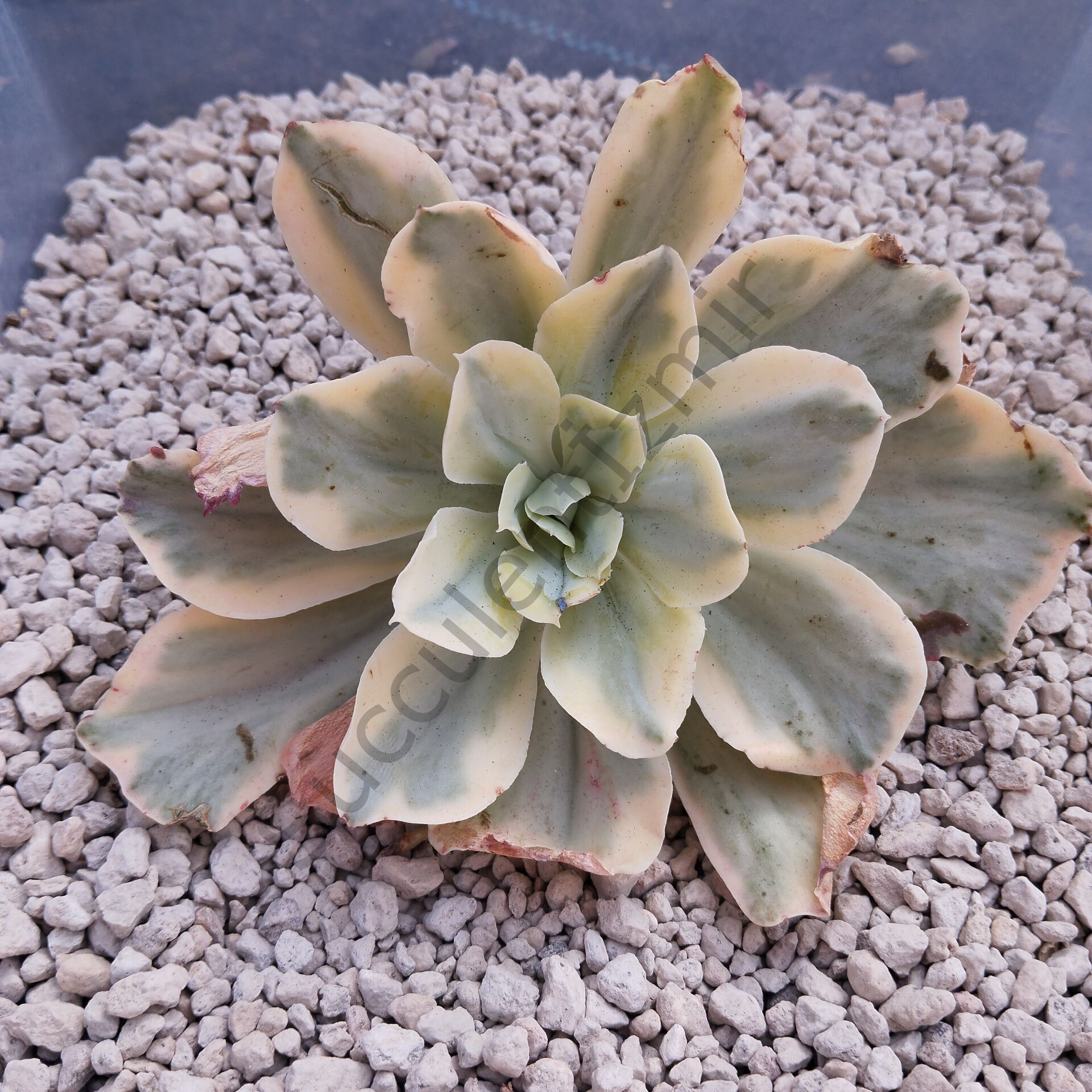 MOON RIVER VARİEGATED