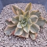 MOON RIVER VARİEGATED