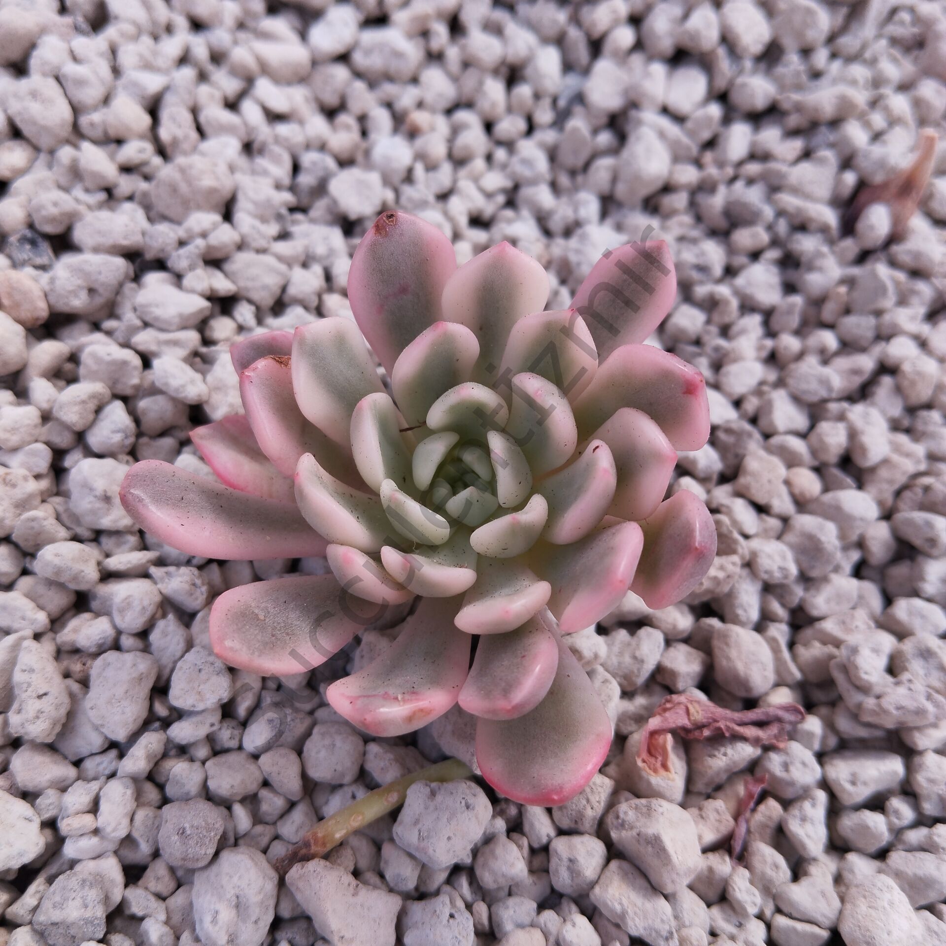 PINK RUBY VARİEGATED