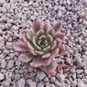 PINK RUBY VARİEGATED