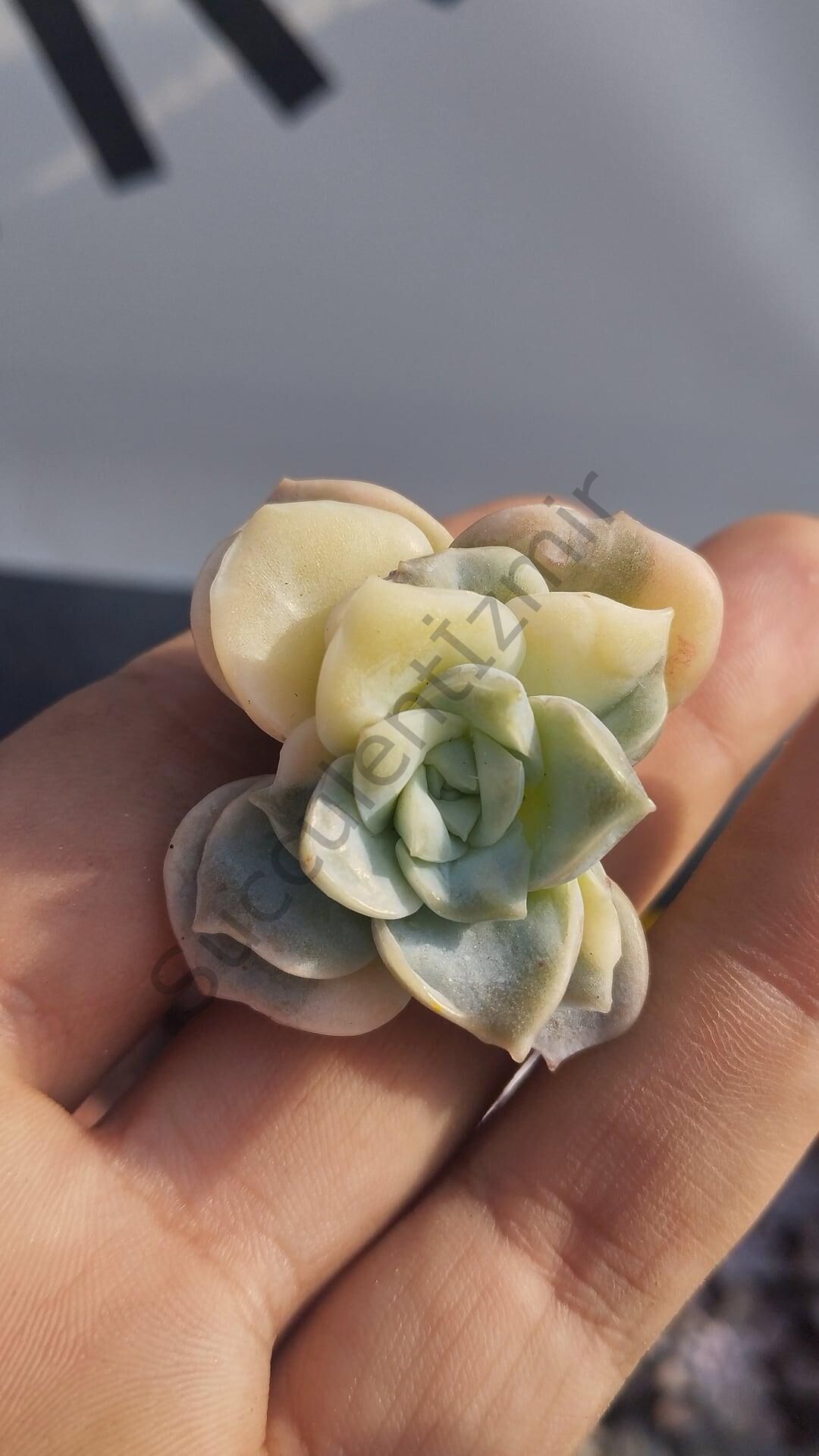 Lovely rose variegated